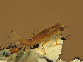 Amphiagrion saucium, nymph